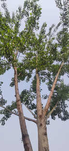 杨树