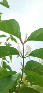 绿叶繁茂
