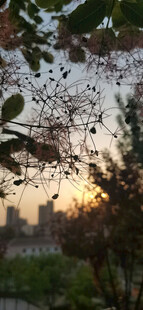 黄栌花