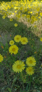 黄色野花 