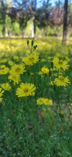黄色野花