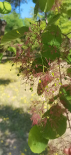 黄栌