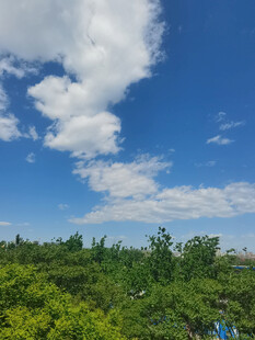 蓝天绿树