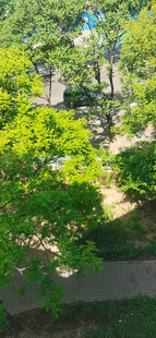 绿意盎然的庭院景观