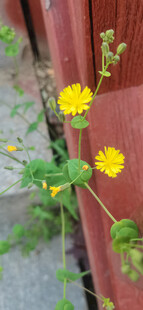 黄色小花