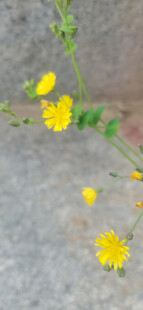 黄色小花