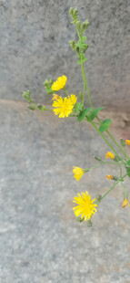 黄色小花