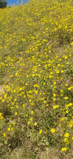 金黄花海铺满山坡