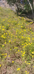 金黄花海绽于绿野