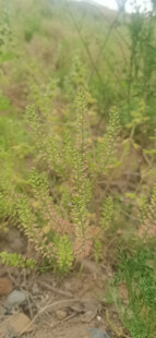 独行菜