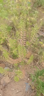独行菜