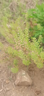 秋天独行菜