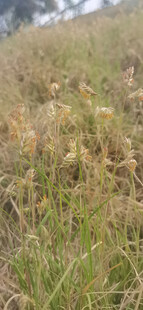 野牛草