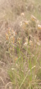 野牛草