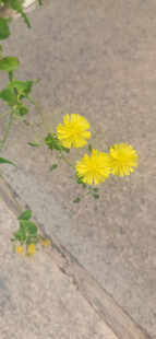 黄色小野花