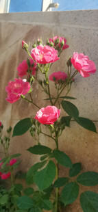 月季花