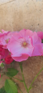 月季花