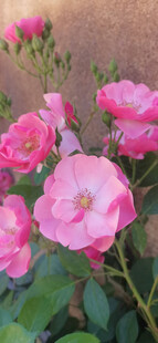 月季花