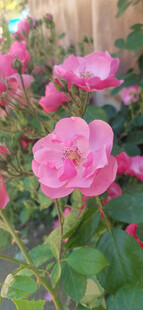 月季花
