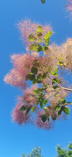 黄栌花