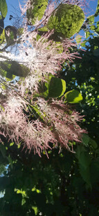黄栌花