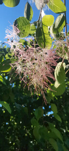 黄栌花
