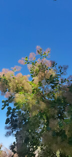 黄栌花