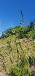 蓝天野草风景图