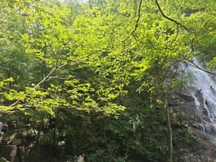山林间的翠绿瀑布景观