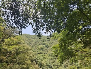 山林绿意盎然的自然景致