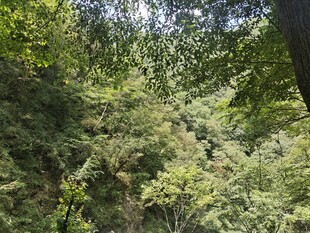 茂密山林绿意盎然