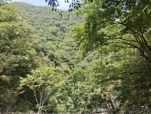 山林绿意景观