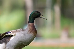 池塘边的绿头鸭