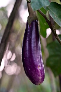 悬挂枝头的紫茄子