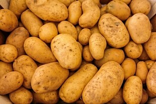 新鲜土豆堆