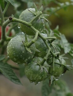 青嫩番茄挂枝头