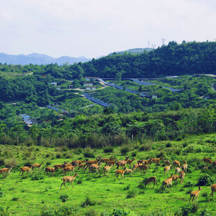 草原牧场景色如画