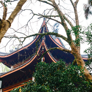 中式古建筑屋顶隐于绿树间