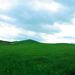 广袤绿野