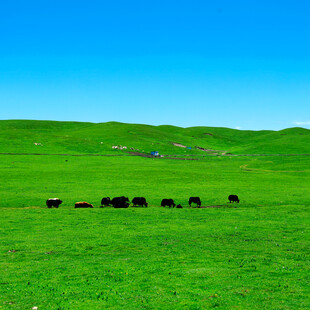 草原牧景