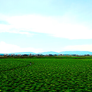 广袤绿野