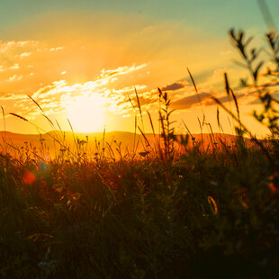 夕阳下的草地美景