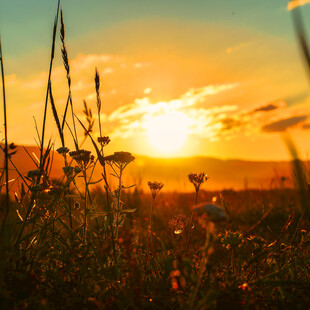 夕阳下的花草美景