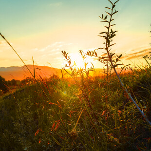 夕阳下的草地植物美景