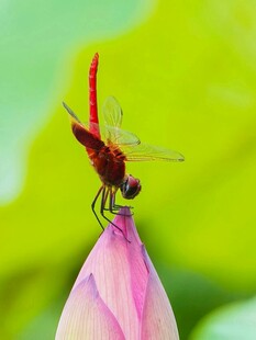 蜻蜓