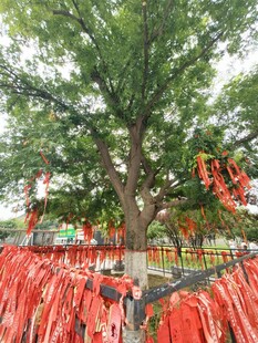 祈福树下红绸飘