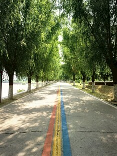 彩色林荫道清新自然风景