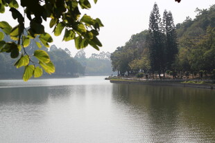 湖畔绿树成荫的宁静景致