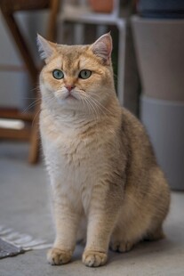 可爱金渐层猫咪端坐
