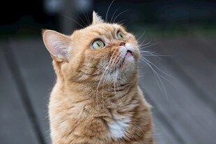 仰头的橘猫